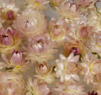 Гелихризум, сухоцвет, от 20 мм, нежно-розовый  (3 шт/уп)