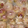 Гелихризум, сухоцвет, от 20 мм, нежно-розовый  (3 шт/уп) - 