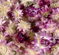 Гелихризум, сухоцвет, до 20 мм, розовый с сиреневым отливом  (5 шт/уп)